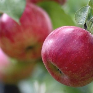 Summer red elma fidanı 300x300 - Summer Red elma fidanı - bodur-elma-fidani