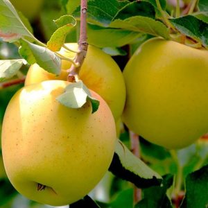 golden delicious elma fidanı 300x300 - Golden Delicious Elma Fidanı Yarı bodur - yari-bodur-elma-fidani