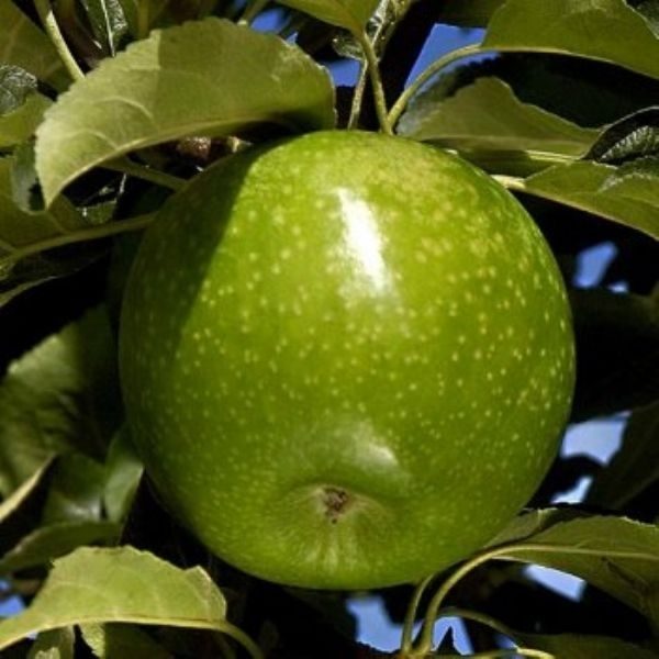 granny smith elma fidanı 600x600 - Granny Smith Elma Fidanı Yarı bodur - yari-bodur-elma-fidani