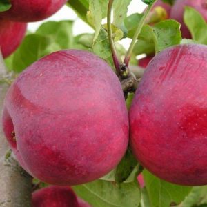 Anasayfa - jersey mac elma fidanı 300x300 - Anasayfa -