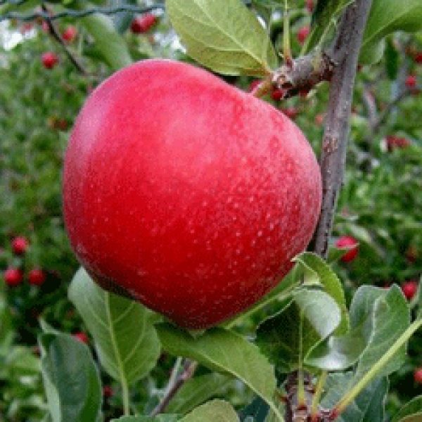 mondial gala elma fidanı 600x600 - Mondial Gala Elma Fidanı - Yarı Bodur - yari-bodur-elma-fidani