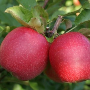 pink lady elma fidanı 300x300 - Pink Lady elma fidanı Yarı bodur - yari-bodur-elma-fidani