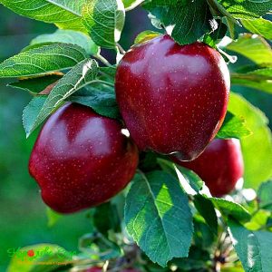 red chief elma fidanı 300x300 - Red Chief elma fidanı - yarı bodur - yari-bodur-elma-fidani
