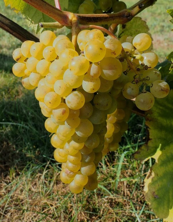 bunch of grapes 3602010 1280 600x770 - Vitis Vinifera Çekirdeksiz Üzüm Fidanı Asma - uzum-fideleri